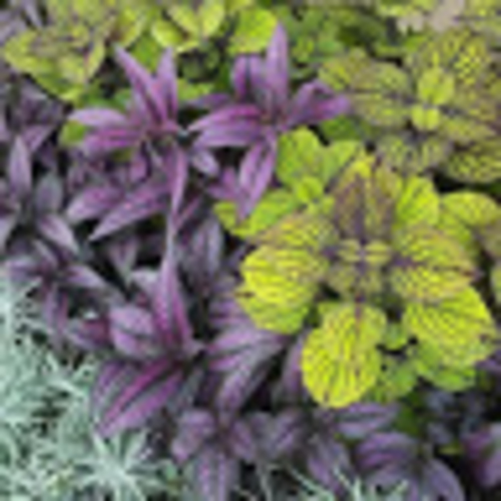 Meet your Posher, Gem